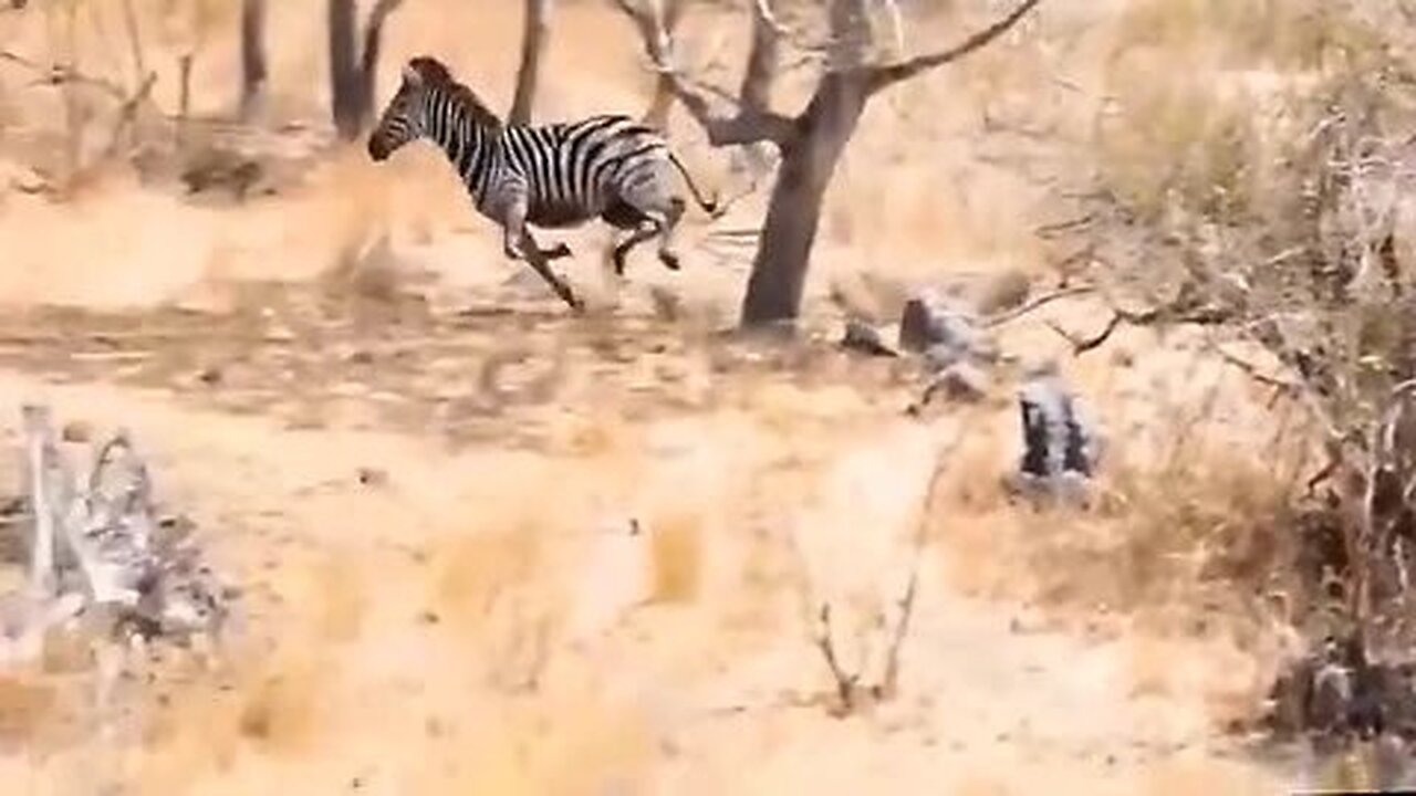How Long Do Leopard Live With 700 Porcupine Feathers On Body? Leopard Vs Porcupine