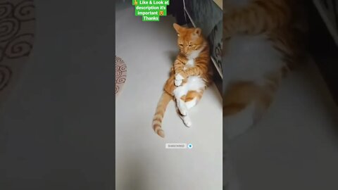 cute cat videos 😹 funny videos 😂 1128 😻 #shorts