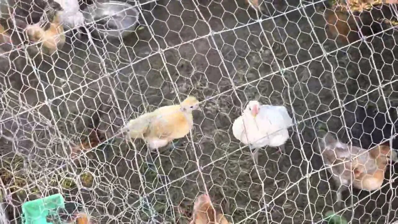 Chickens, chickens everywhere