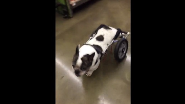 Dog in wheelchair browses treats at pet store