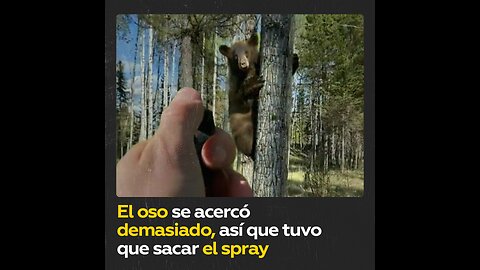 Fotógrafo se ve obligado a sacar un spray al encontrarse a un oso