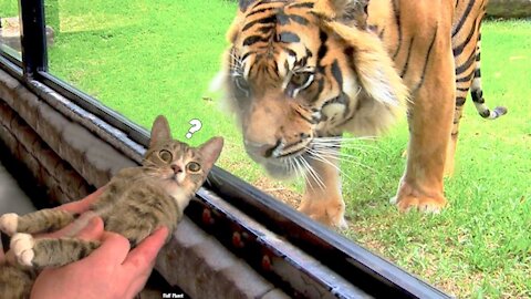 Cat Vs Tiger - Funny & Adorable Pet Reactions🥰