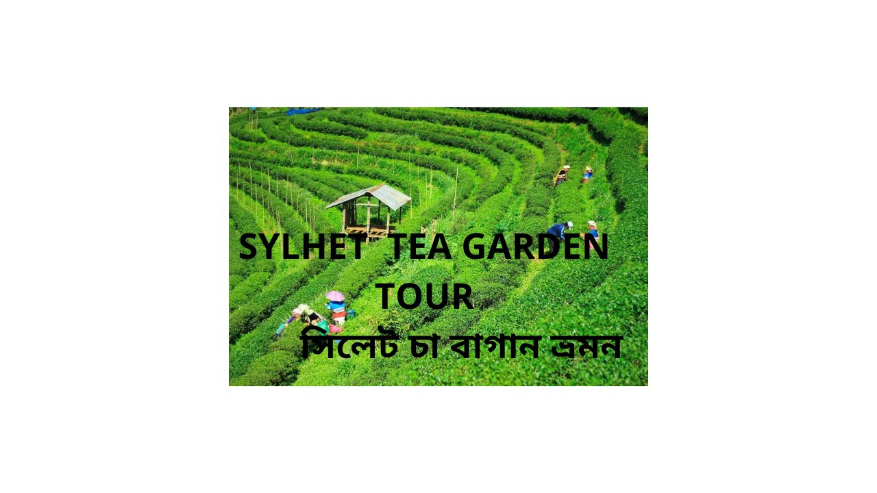 SYLHET TEA GARDEN TOUR