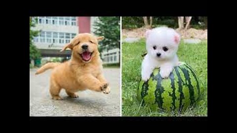 Baby Dogs - Cute and Funny Dog Videos Compilation