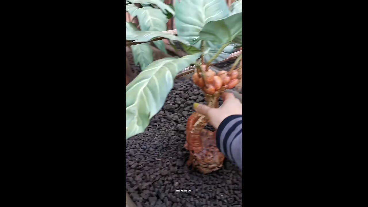 Cry tree