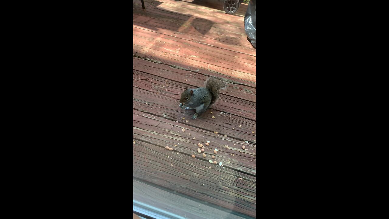 Video of squirrel eatting nut