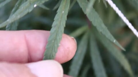 T Bird And Reds 2022 Outdoor Cannabis Grow Aaahhh APHIDS ‼️ 🥹😳🫣