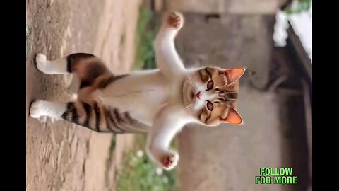 omg_Amazing cat dance_😲🥱