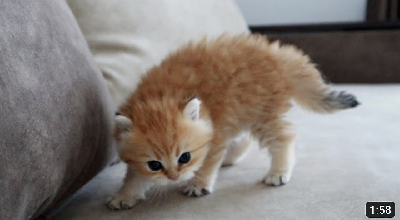 The most dangerous kitten in the world(Cutest Kitty)