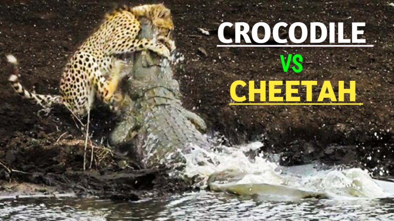 Two Cheetah Is Attacked By A Crocodile | Wild Animals Attack |