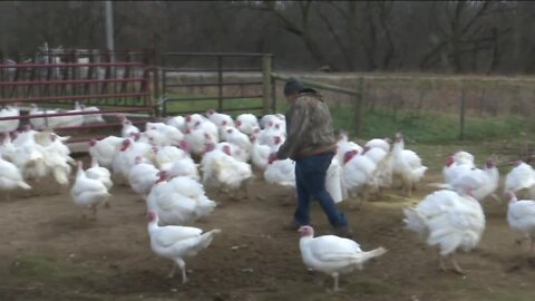 Turkey shortage: Thanksgiving may look different and it all has to do with the bird flu