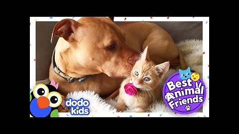 Funny Cats And Kittens Meowing Compilation 2015 -- NEW