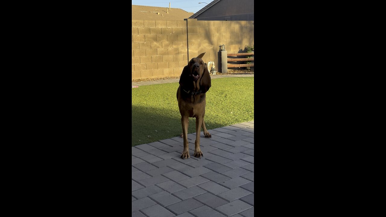 Bleu the Bloodhound