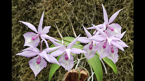 2021-07 July St Augustine Orchid Society Virtual Show Table