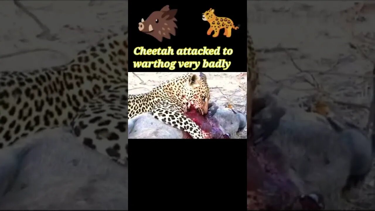 Cheetah attacked to warthog very badly 2022 #shorts #youtubeshorts #shortvideo