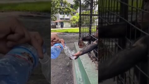 o macaco que só toma água mineral 😲