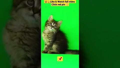 cute cat videos 😹funny videos 😂1383😻#shorts #catvideos #funnycatsvideos #cat #funny_cat #cutecat