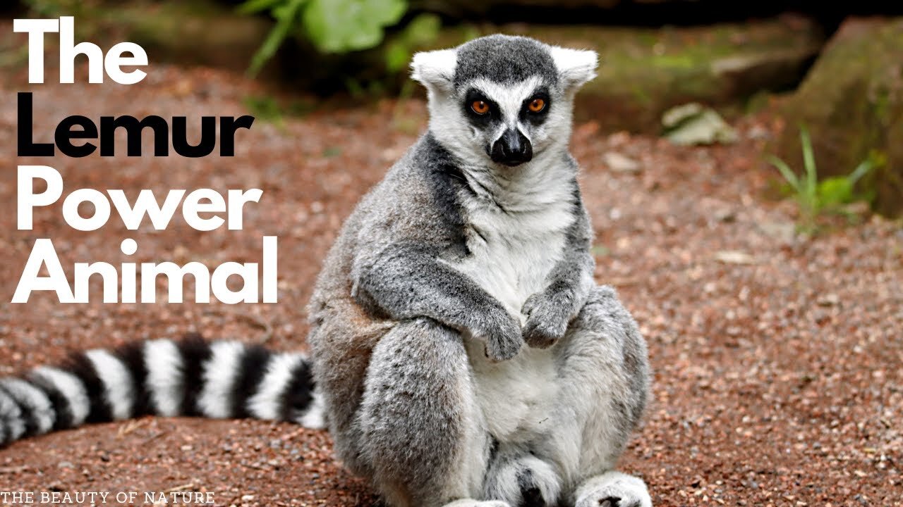 "Discover the Fascinating World of Lemur Power Animals in 90 Seconds"