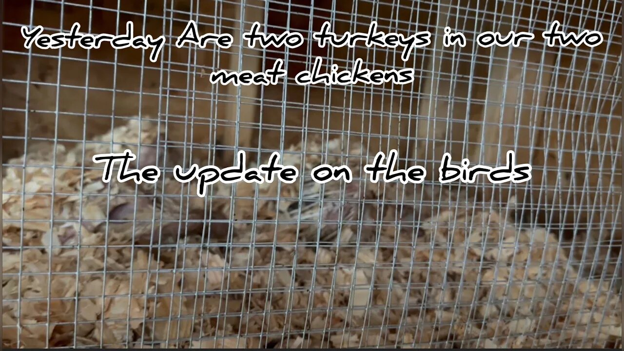 Update On How the Birds Are Doing