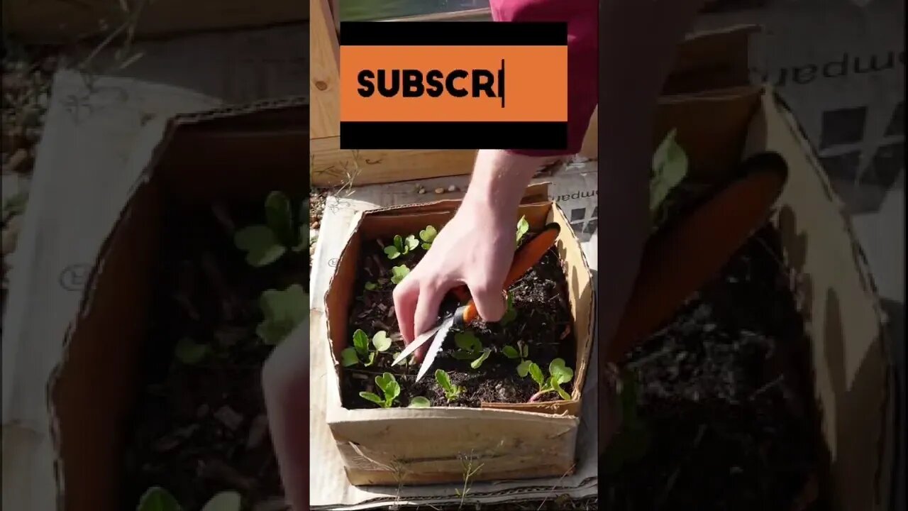 Thinning radish seedlings #shorts