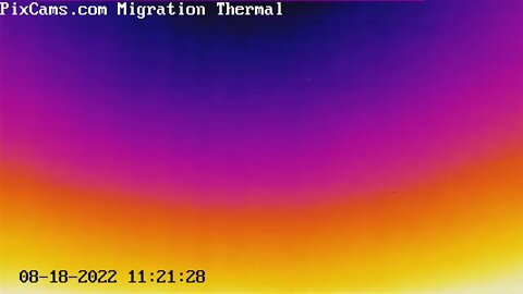 Bird caught a very high altitude flying on thermal camera 8/18/2022