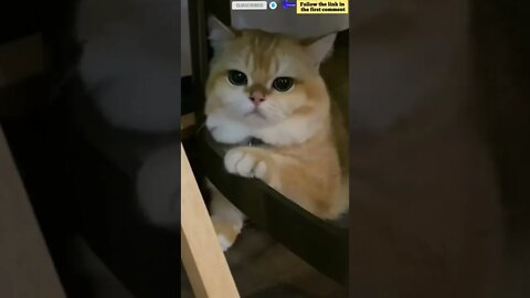 cute cat videos 😹 funny videos 😂 724 😻 #shorts #shortsfunny #cutecat #funnycat #catvideos #catscare