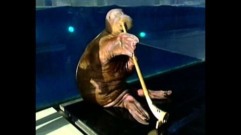 Walrus Plays Horn