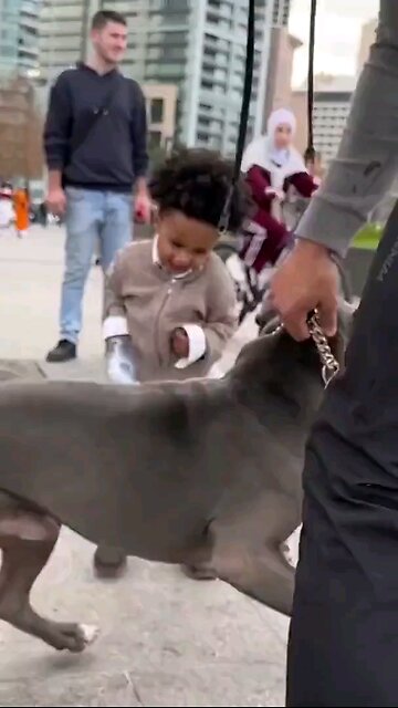 Boy hits pit bull in the head with water bottle