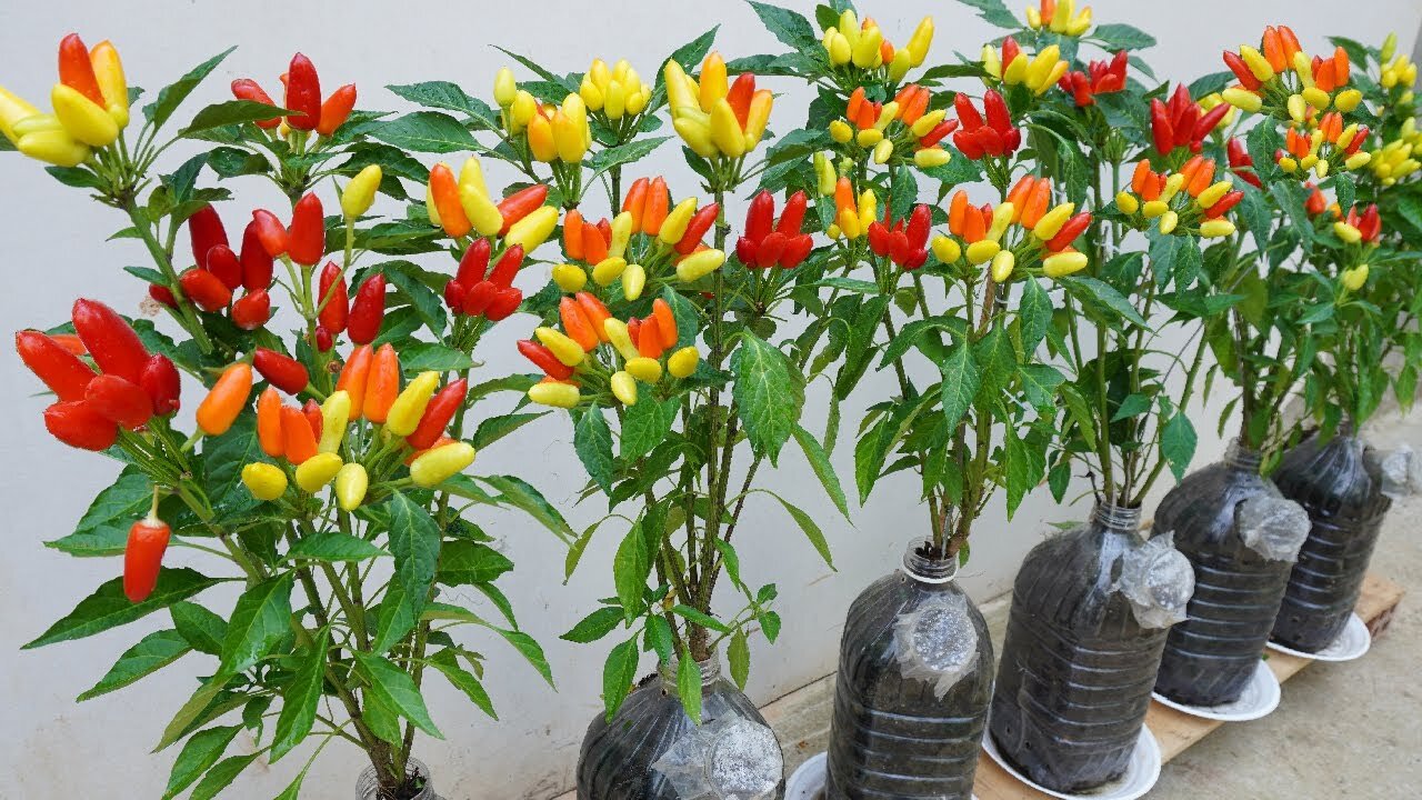 Make use of plastic bottles to grow beautiful colorful peppers without a big garden