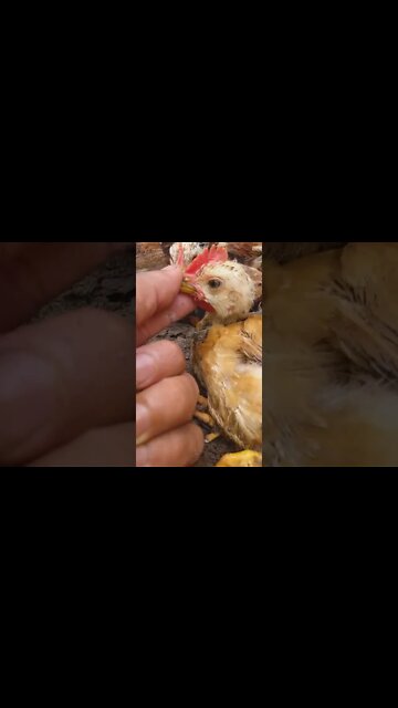 Pintinhos se banham na terra