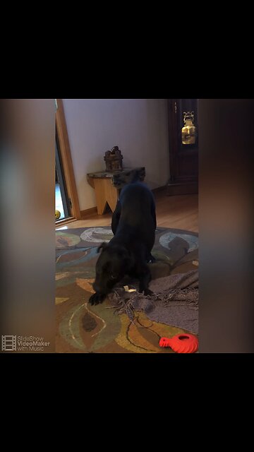 Baker the Panther and Bell the momma