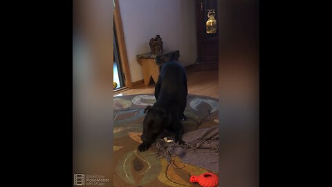 Baker the Panther and Bell the momma