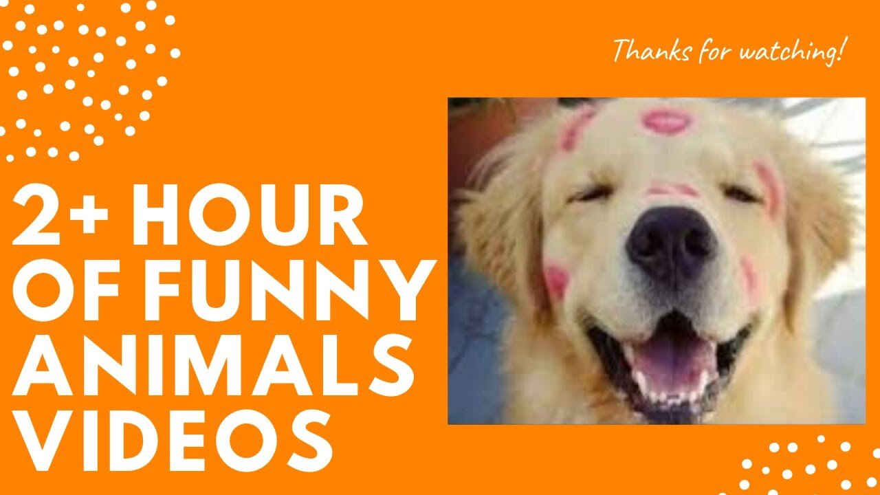 💥Best Funniest Pets Viral Weekly😂💥of 2020 | Funny Animal Videos💥👌