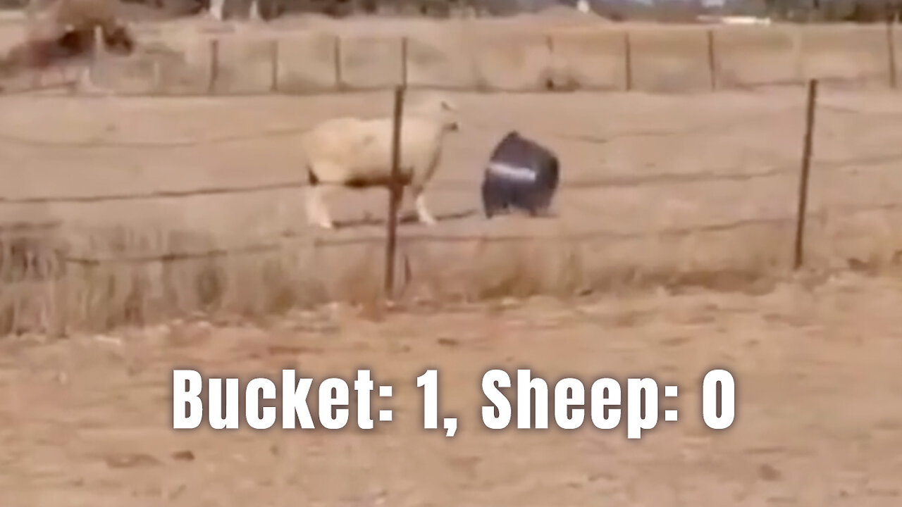 Bucket: 1, Sheep: 0