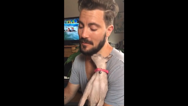 Sphynx kitten uses owner's beard as scratching post