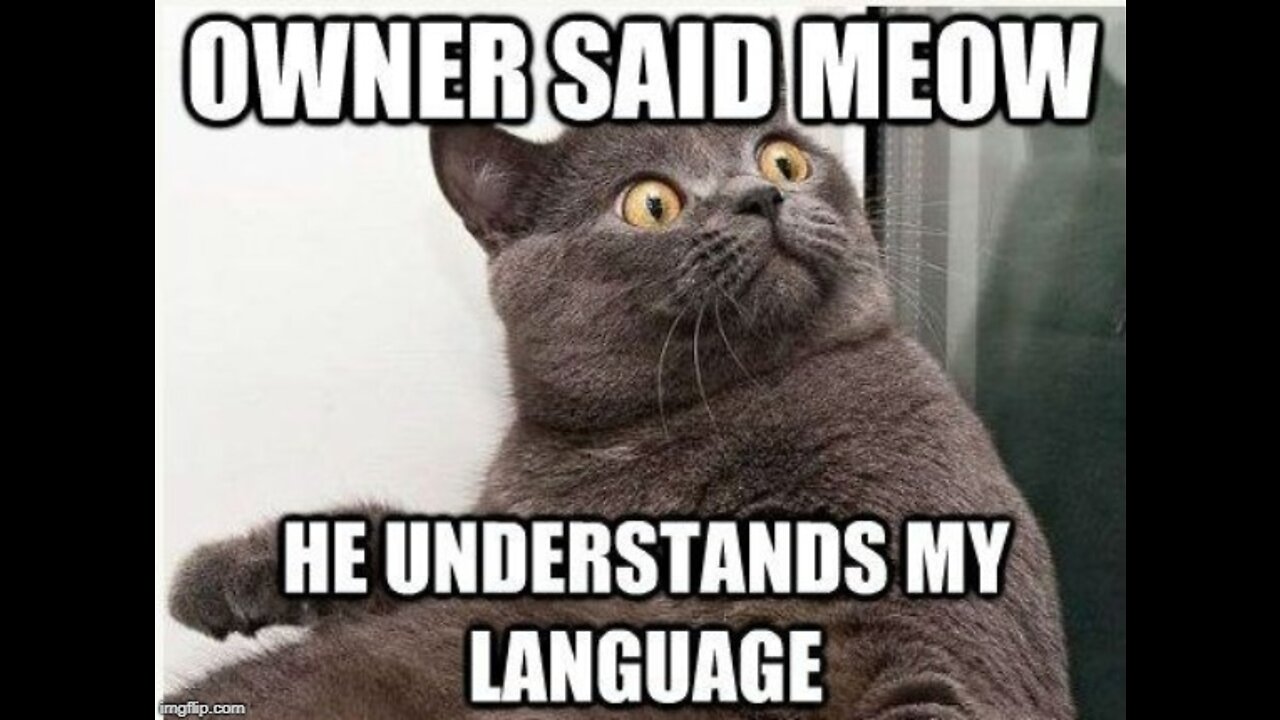 Cats talking !! these funny cats can speak english better than human