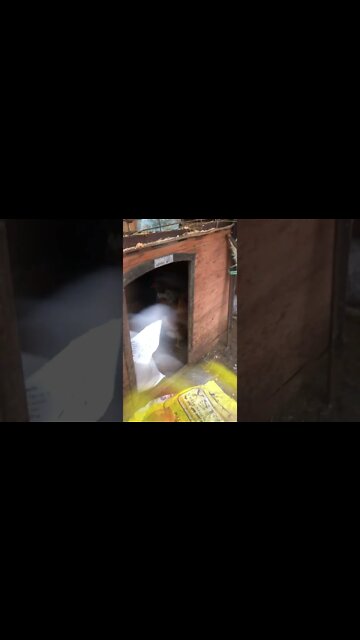 Chickens seek shelter in torrential rain