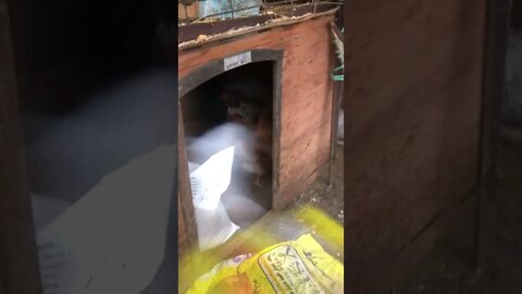 Chickens seek shelter in torrential rain