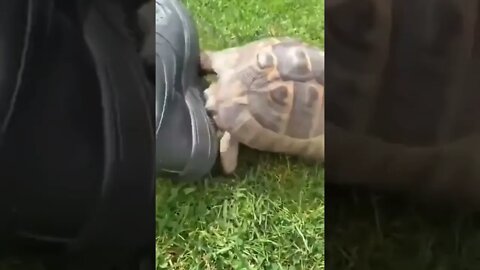 Racist turtle