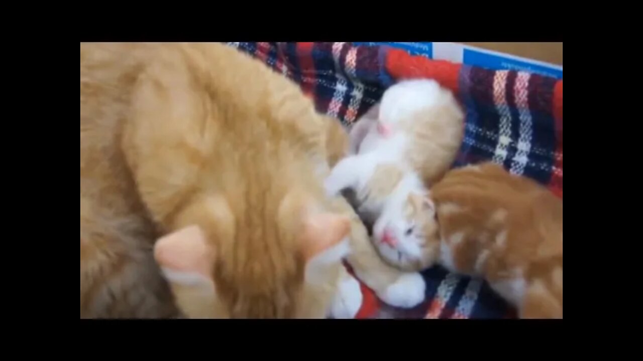 Cute Kittens Compilation #kittens #kittensplaying #catmeoing #cat #Baby #BabyShark #BabyBus