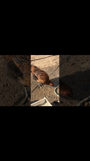 Most 💕Beautiful gold laced wyandotte cross