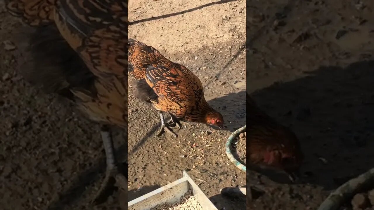 Most 💕Beautiful gold laced wyandotte cross