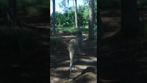 Sandhill Crane Closeup
