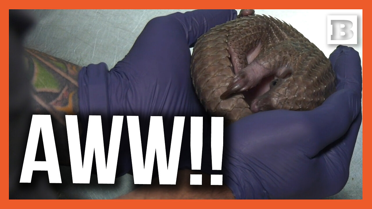 Aww!! Baby Pangolin Cradled at Chicago Zoo