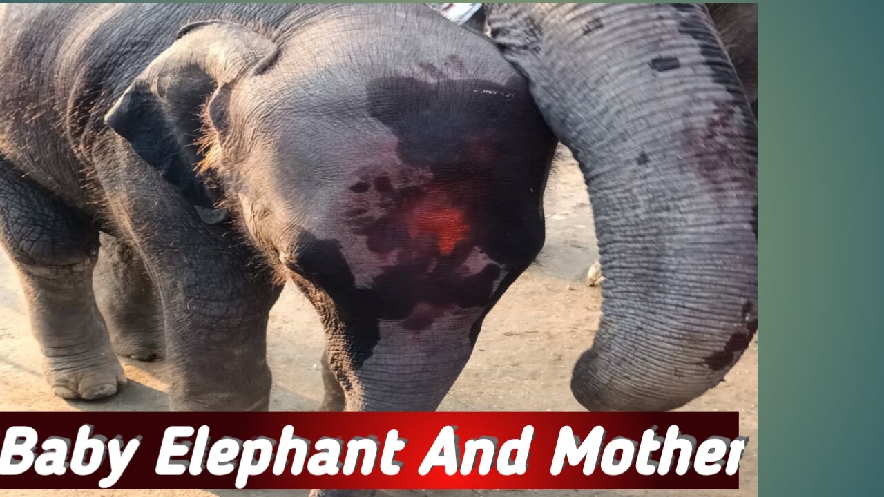 Baby Elephant and Mother