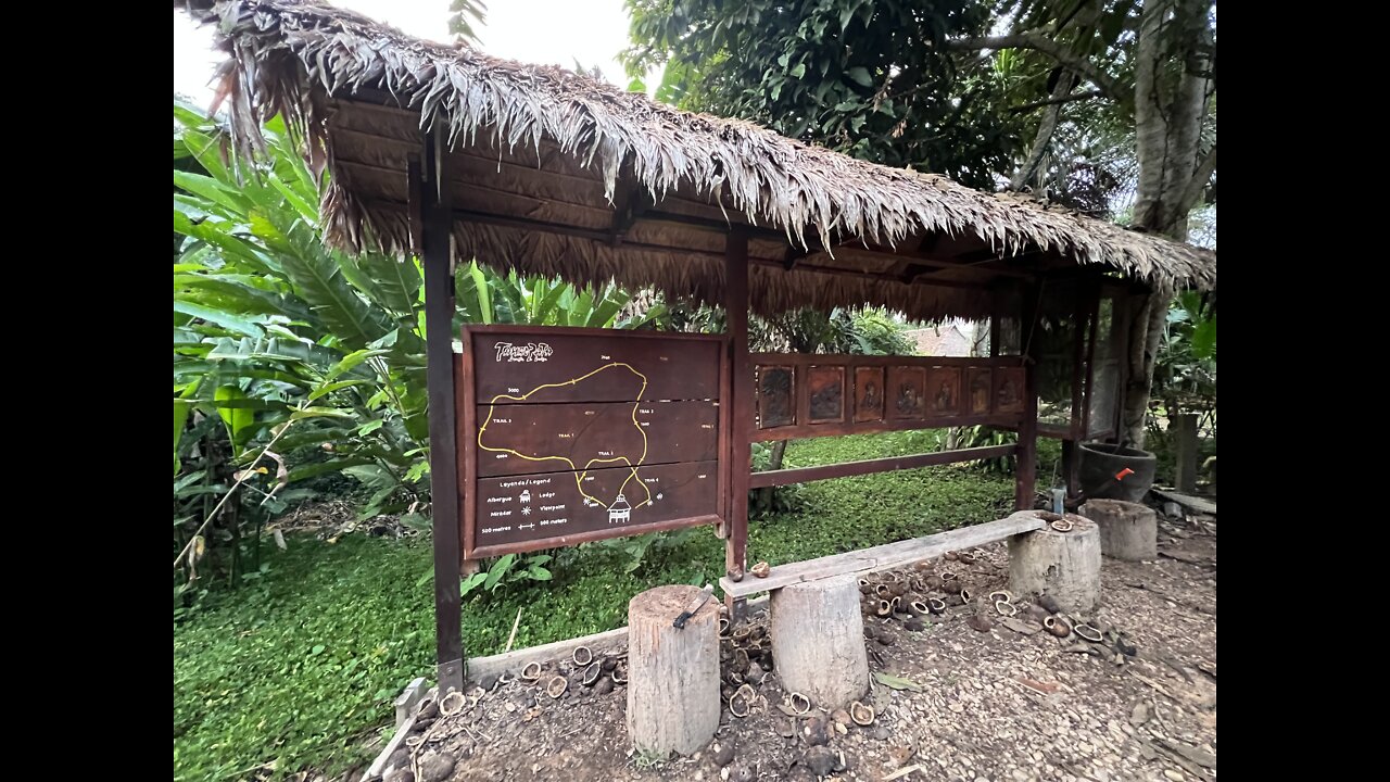 Cougar in Puerto Maldonado Peru