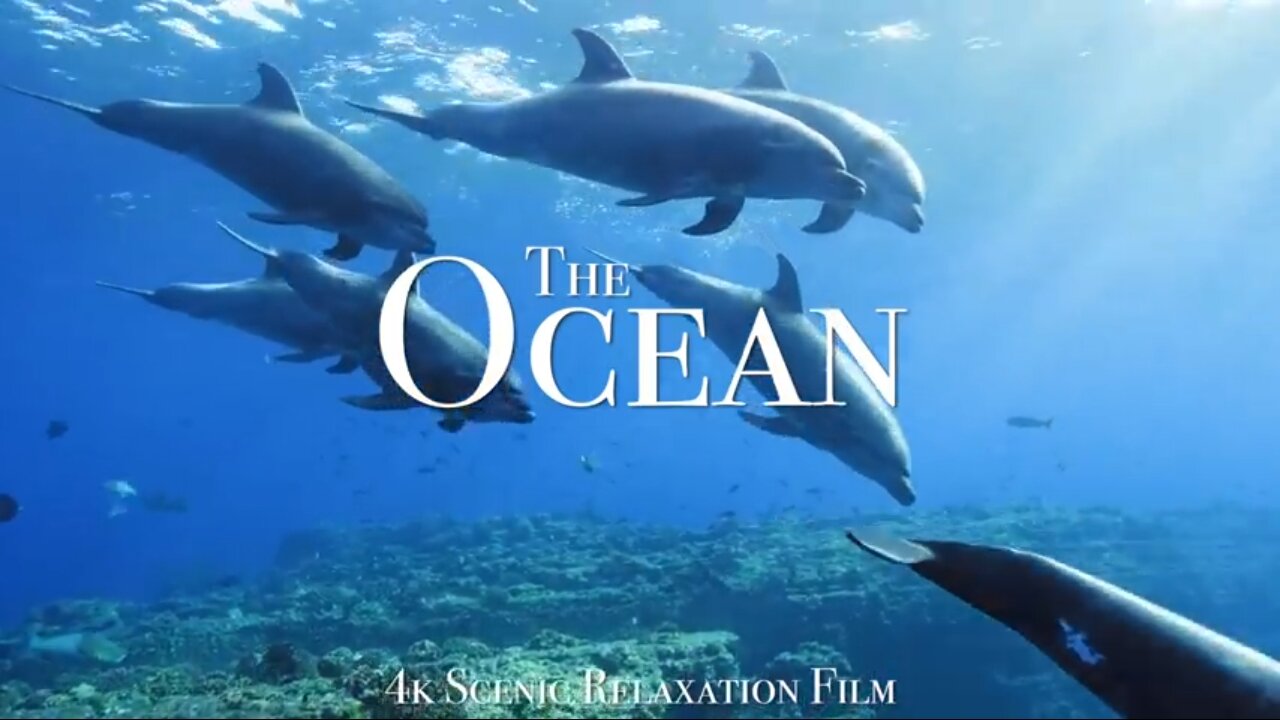 The Ocean 4k-Science Wildlife Film With Claming Musics