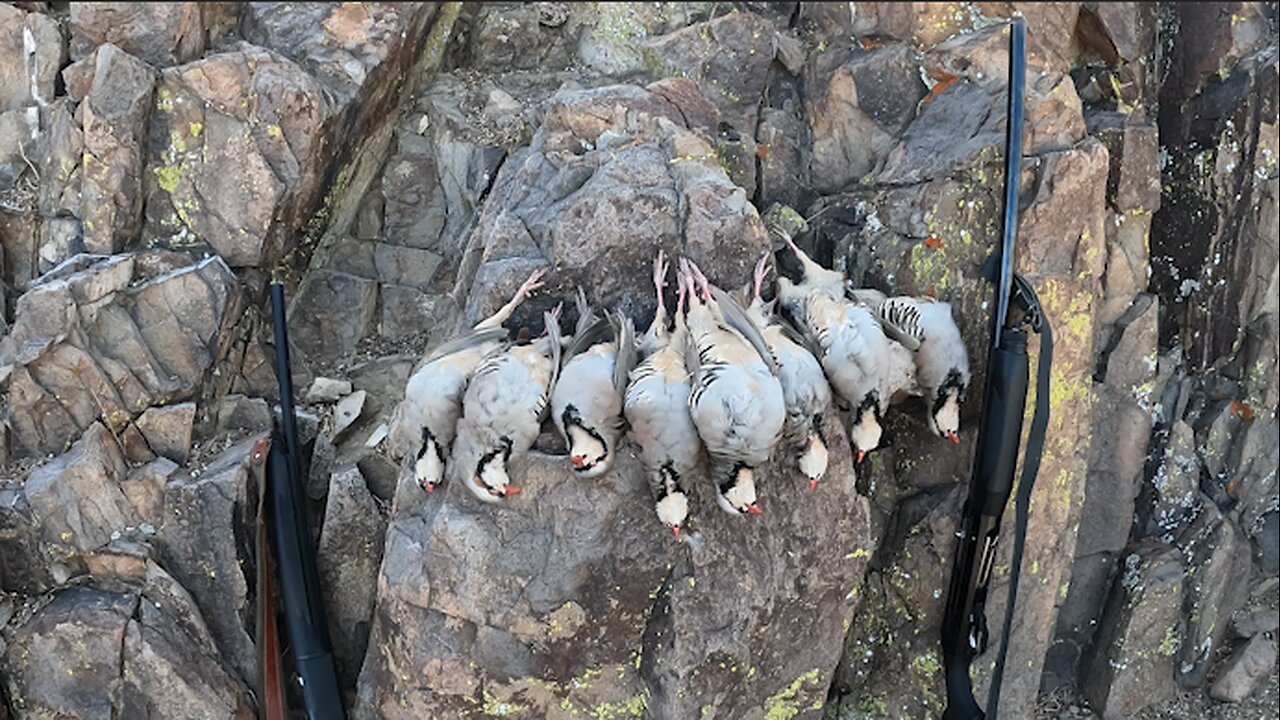 Upland 2024 Chukar Hunting: Limits of Chukar!