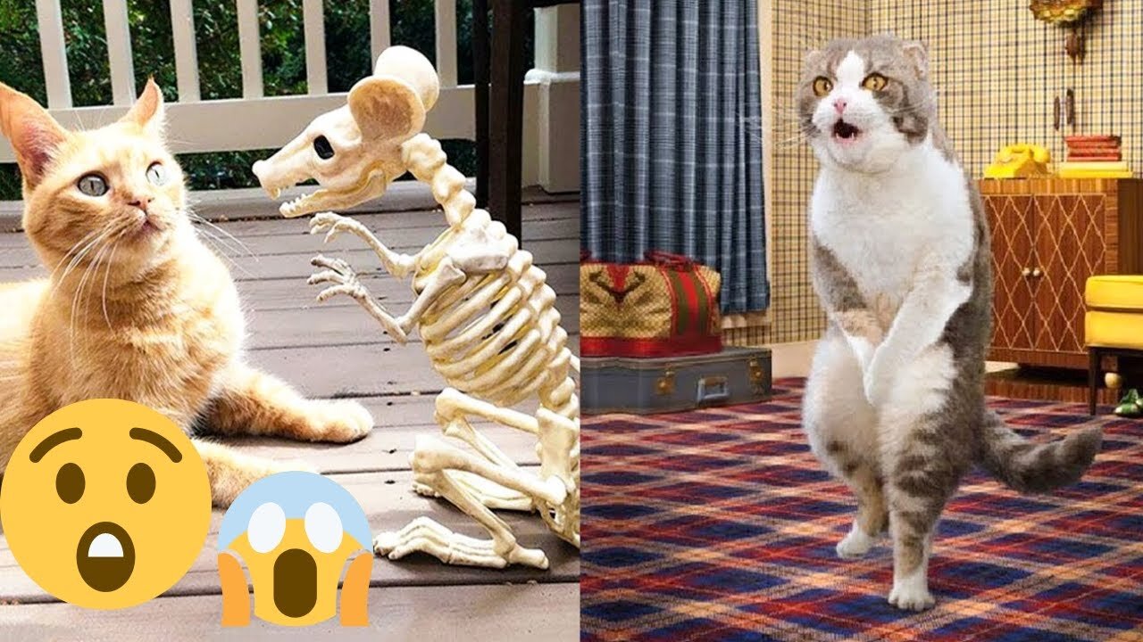 Best Funniest Animal video|Try not to Laugh🤣🤣
