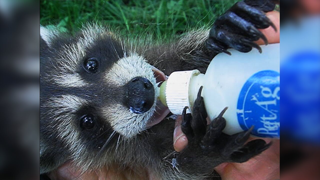 Bottle feeding baby raccoon gets REALLY MESSY!